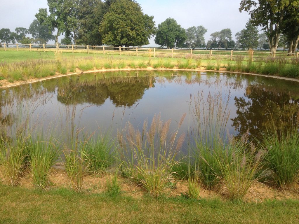 Bassins et piscines naturelles : l’esthétique et la biodiversité